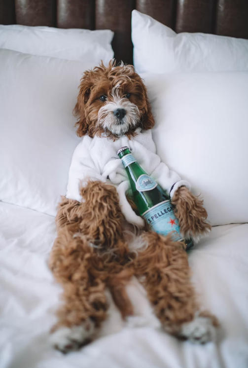 uploads/1114/17631023998661880.jpg AA.jpg