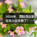 2026年,国际酒店集团在华入住率崩了?一个前业主的血泪观察(图2) 2026年,国际酒店集团在华入住率崩了?一个前业主的血泪观察(图2)